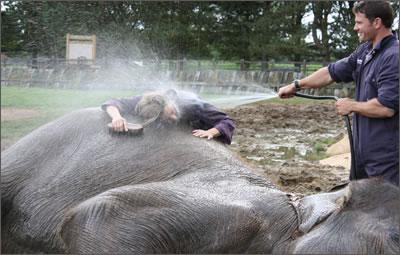 Steve washes elephant and me